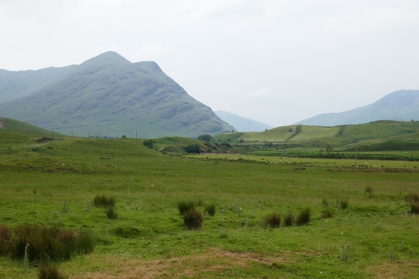 The Field