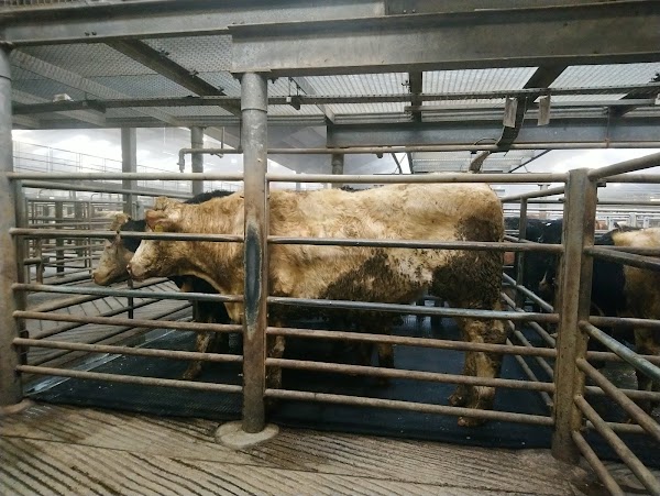 Kilkenny Co-operative Livestock Market Limited